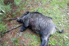 بازی با جان مردم با صدور مجوز شکار «خوک وحشی»!