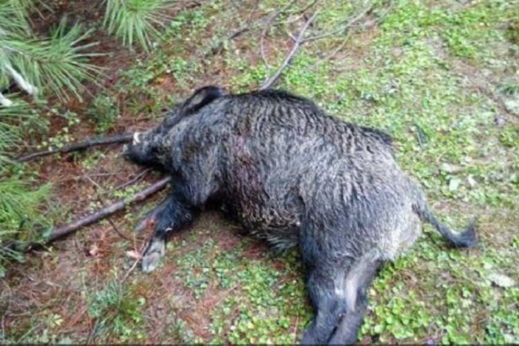 بازی با جان مردم با صدور مجوز شکار «خوک وحشی»!