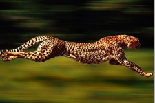 مشاهده پلنگ ایرانی برای بار دوم در منطقه حفاظت شده بوزین و مرخیل 