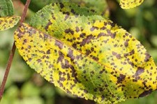 علائم بیماری آنتراکنوز گردو