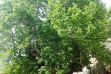 در صورت  تأمین اعتبار عملیات اجرایی چنار روستای شرکان آغاز می شود