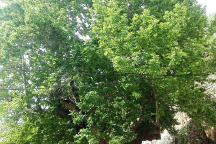 در صورت  تأمین اعتبار عملیات اجرایی چنار روستای شرکان آغاز می شود