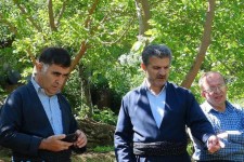 آغاز پیوند تعدادی از باغات گردوی شهرستان پاوه / پبوند پر بازده واریته ی چندلر برای درختان کهنسال منطقه