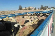 کشف یک میلیارد ریال احشام قاچاق در پاوه 