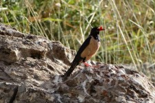  کمین شکارچیان برای مهمان پرسروصدای باغ‌های اورامانات