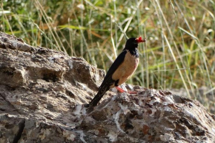  کمین شکارچیان برای مهمان پرسروصدای باغ‌های اورامانات