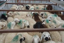 ۱۳۰ راس دام قاچاق در پاوه کشف شد