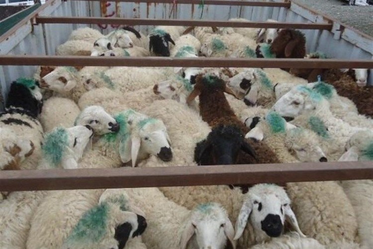 ۱۳۰ راس دام قاچاق در پاوه کشف شد