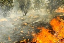 شعله ور شدن مجدد آتش در منطقه حفاظت شده «بوزین و مرخیل» پاوه 