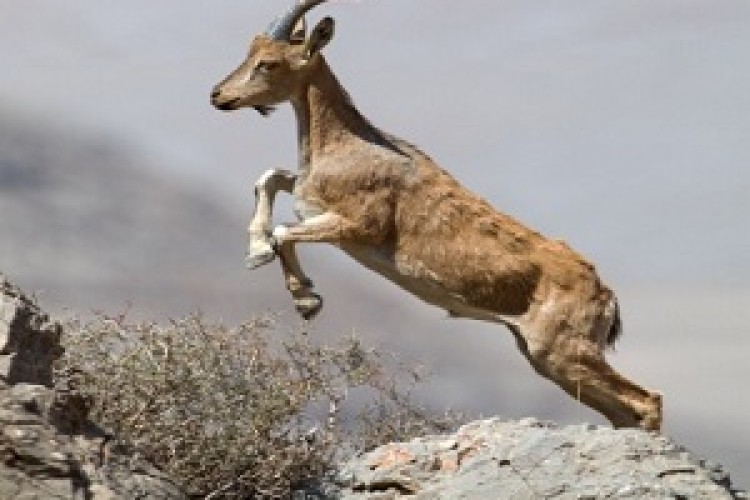 تحویل کل وحشی پس از تیمار به اداره محیط زیست