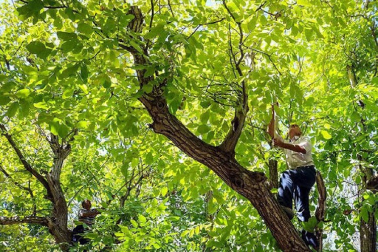 درخت گردو در پاوه قربانی گرفت! 