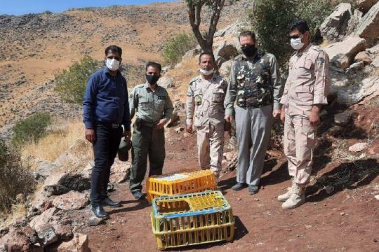 کشف و ضبط ۵۱ قطعه کبک توسط نیروهای مرزبانی پاوه/رها سازی به طبیعت + عکس