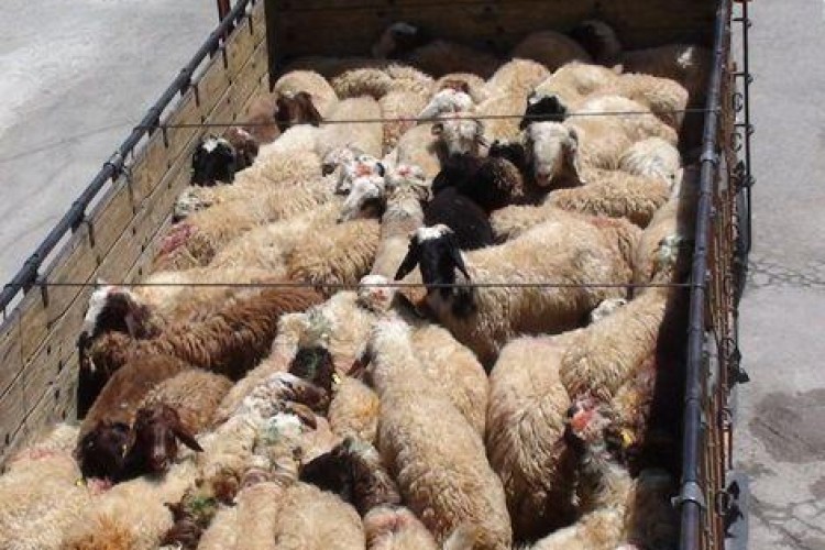 کشف ۳۰ راس دام قاچاق در پاوه 