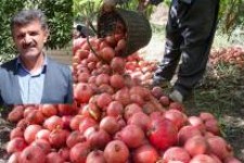 برداشت انار از انارستان های پاوه