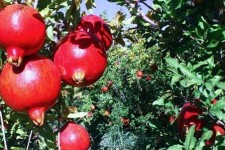 جای خالی صنایع تبدیلی برای یاقوت سرخ پاوه/ وقتی سود انار کاملا به جیب کشاورزان نمی رود