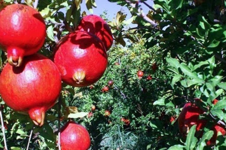 جای خالی صنایع تبدیلی برای یاقوت سرخ پاوه/ وقتی سود انار کاملا به جیب کشاورزان نمی رود