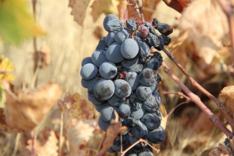 گزارش تصویری از باغات انگور دیم پاوه