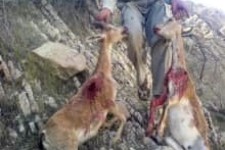 شکار عاشقان مدهوش بدست انسان متمدن امروزی در کوهستانهای اورامانات