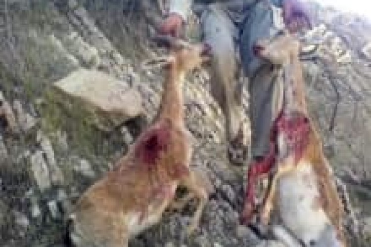 شکار عاشقان مدهوش بدست انسان متمدن امروزی در کوهستانهای اورامانات