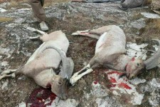 شکار کل و بز در اورامانات و نابودی این گونه جانوری زیبا در کوهستان ها