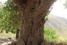 درختی کهنسال با قدمت چندین ساله در روستای هانی گرمله پاوه/ لزوم توجه به ثبت این درخت