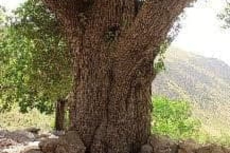 درختی کهنسال با قدمت چندین ساله در روستای هانی گرمله پاوه/ لزوم توجه به ثبت این درخت