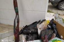 شکار غیر مجاز پرنده مهاجر اردک سیاه در پاوه