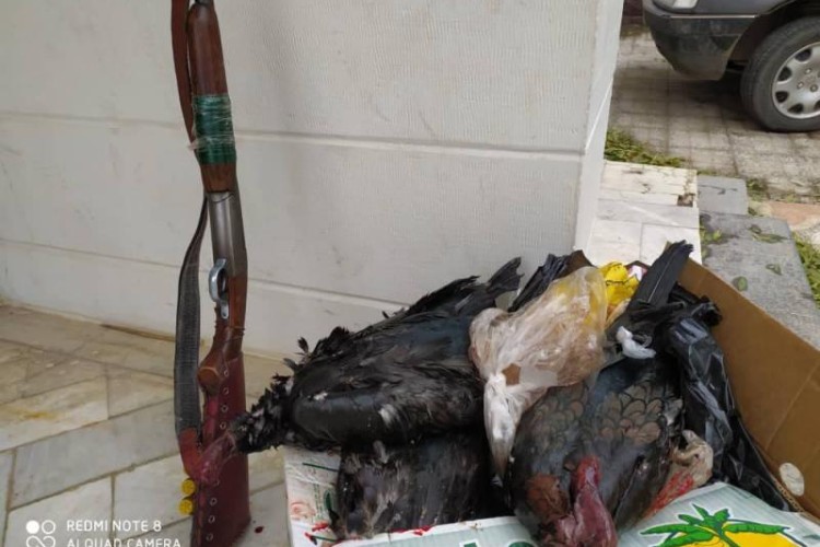 شکار غیر مجاز پرنده مهاجر اردک سیاه در پاوه