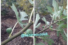 خزان زودرس ؛ عامل به بار نشستن درختان میوه در فصل سرما در پاوه