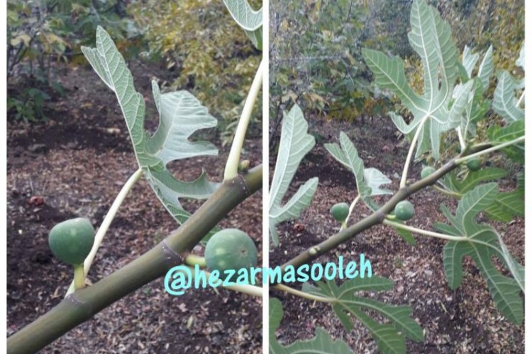 خزان زودرس ؛ عامل به بار نشستن درختان میوه در فصل سرما در پاوه