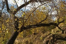 گزارش تصویری از طبیعت پاییزی خانقاه و گلال پاوه