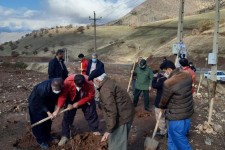 ۱۰۰ اصله نهال درخت در پاوه کاشت شد