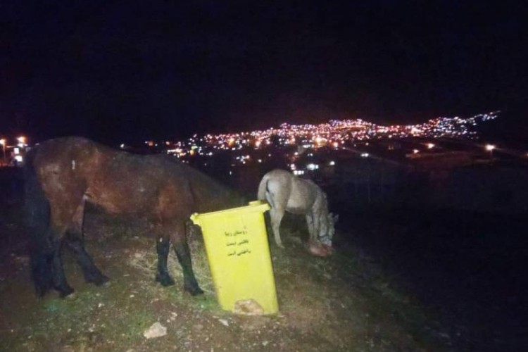 شهروندان ظالم و حیوانات مظلوم