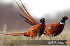 توقیف ۳۰۰ نفر پرنده قرقاول در این شهرستان