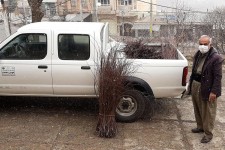 شناسایی عامل قطع اشجار جنگلی ارغوان در روستای وراء پاوه