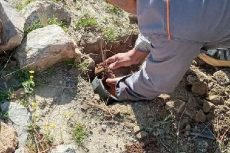 کاشت بیش از ۲۰۰ اصله نهال در مسیر ورودی روستای شرکان