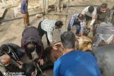 ذبح حیوان جهت بارش باران در نودشه