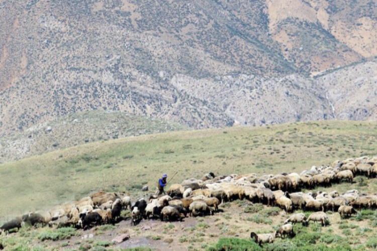 اجاره مراتع و نابودی محیط زیست/ اجاره مراتع برای چرای دام ممنوع است