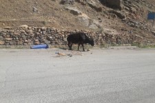 احشام سرگردان در سطح شهر جمع‌آوری می‌شوند/جریمه صاحبان در صورت رهاسازی احشام