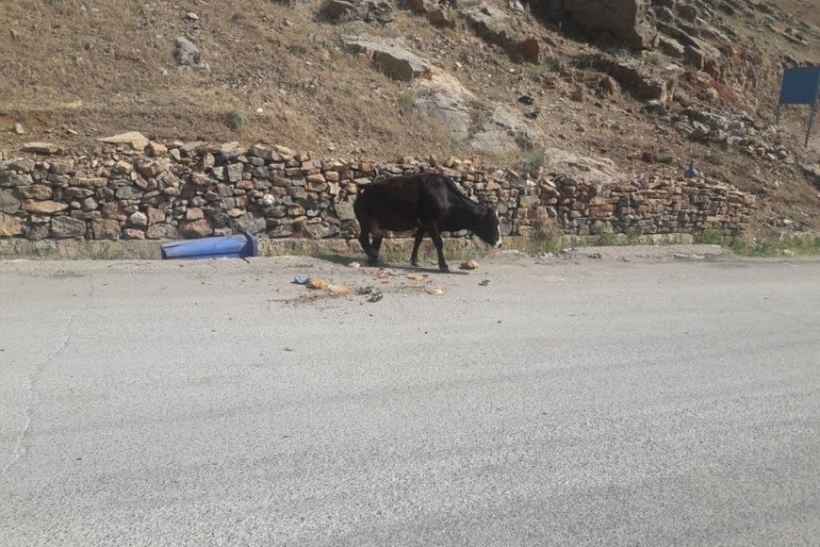 احشام سرگردان در سطح شهر جمع‌آوری می‌شوند/جریمه صاحبان در صورت رهاسازی احشام