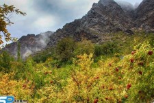 داریان؛ روستایی صادرکننده در دل کوه‌های پاوه