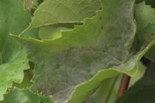 توضیحاتی در رابطه با بیماری سفیدک حقیقی و یا سطحی درخت مو