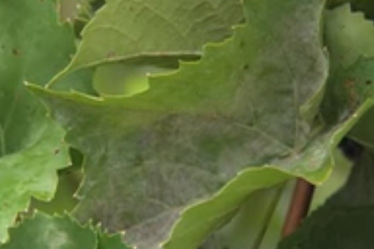 توضیحاتی در رابطه با بیماری سفیدک حقیقی و یا سطحی درخت مو