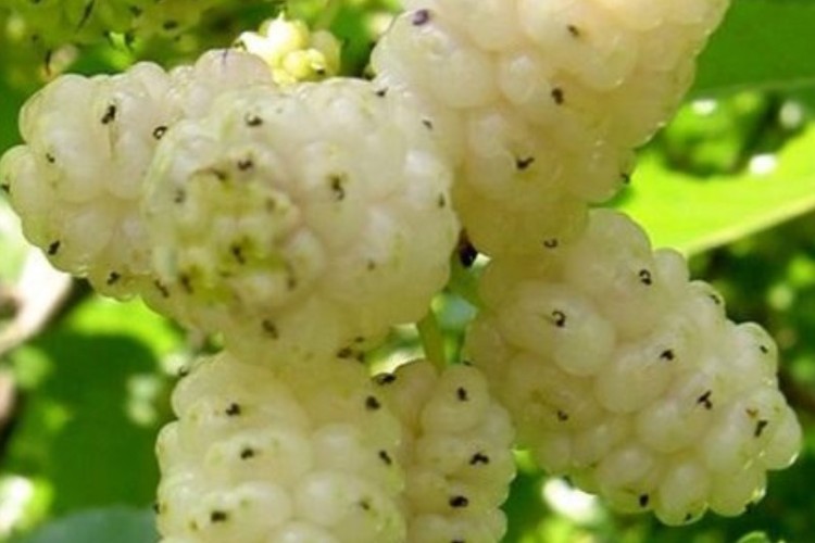 تف چنیەی جە باخێو شاروستانو پاوەینە دەسش پەنە کەرد