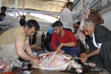 گزارش تصويري از مراسم بزرگ قربانی در شهر بانه وره