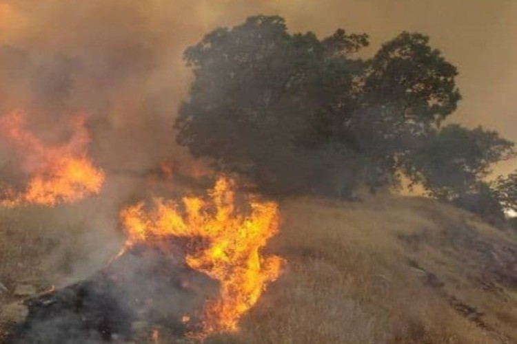 آتش سوزی های بوزین و مرخیل پاوه مهار شد