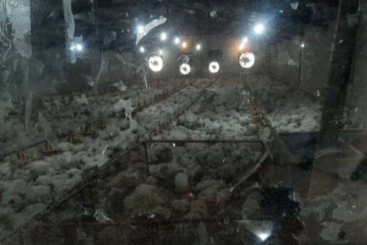 اجرای گشت مشترک نظارت بر واحدهای مرغداری سطح شهرستان پاوه