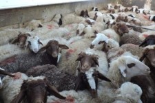 توقيف 220 راس احشام قاچاق در "پاوه"