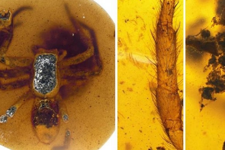 کەکڵەمێشێ ۹۹ میلیون ساڵەشا ئێستەنۆ