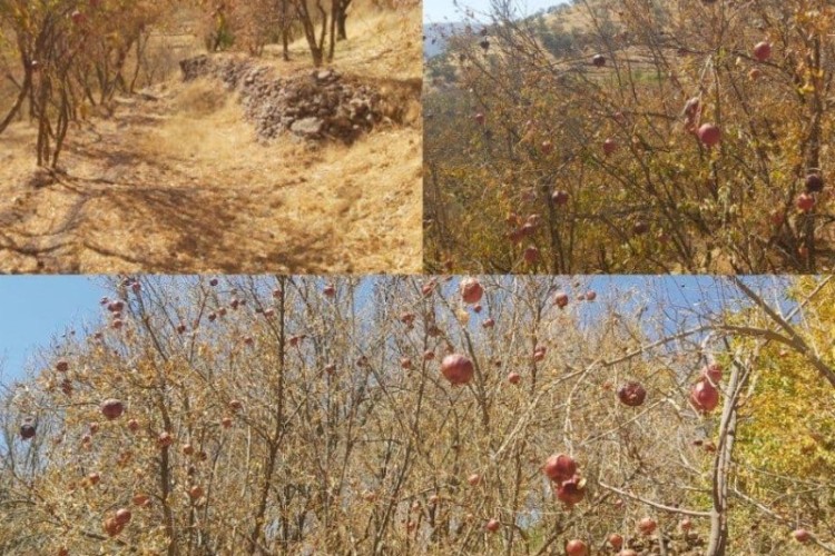 وضعیت خشکسالی و تنش آبی باغات انار در منطقه شوشمی پاوه/لزوم رسیدگی و پیگیری ستاد بحران به این موضوع